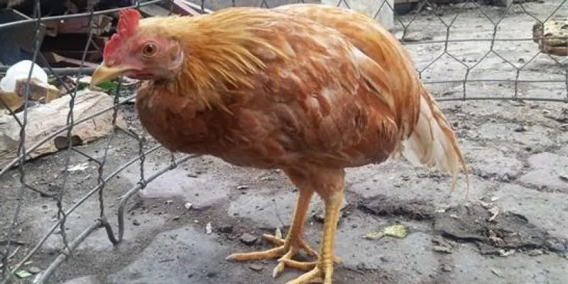 Cầu trùng - Bệnh lý phổ biến của gà 