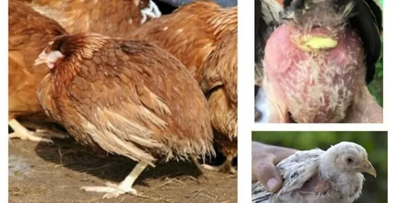 Tiêu chảy là một trong 5 bệnh phổ biến ở gà chọi và cách điều trị tại nhà 