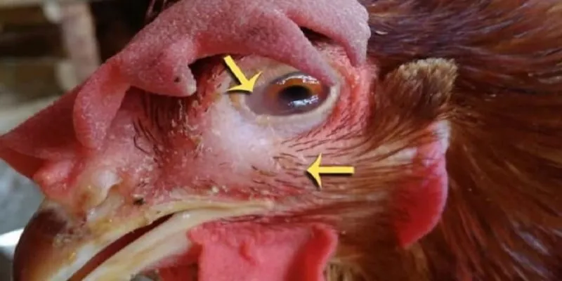 Bệnh mắt đỏ gây nhiều khó khăn cho gà chọi 