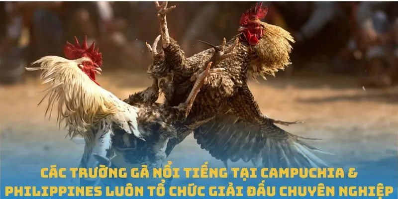Các trường gà nổi tiếng tại Campuchia & Philippines luôn tổ chức giải đấu chuyên nghiệp