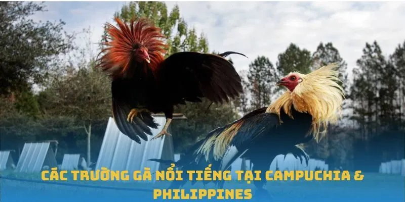 Toàn cảnh về các trường gà nổi tiếng tại Campuchia