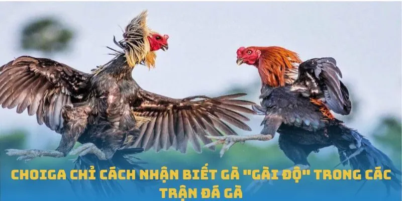 Cách nhận biết gà "gài độ" trong các trận đá gà