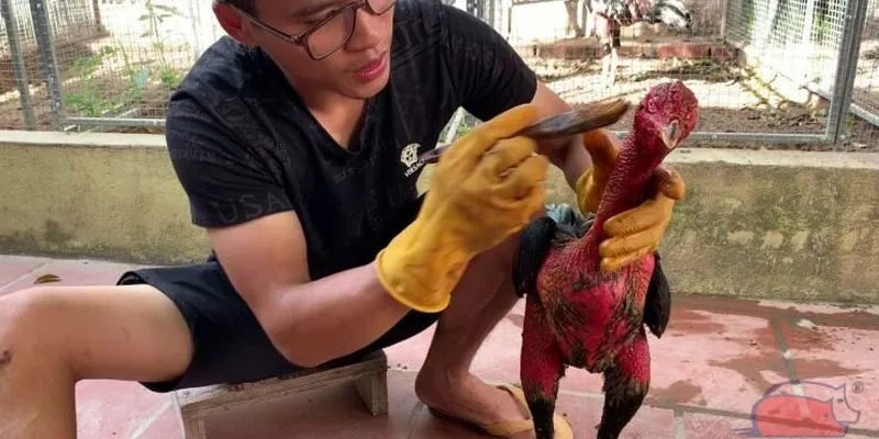 Cách om bóp gà chọi tăng cơ – giữ sức bền