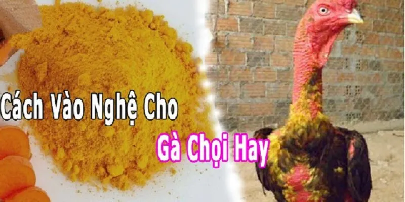 Cách om bóp gà chọi tăng cơ – giữ sức bền chuẩn kỹ thuật