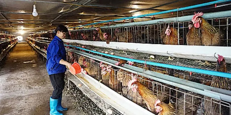 Chia sẻ cách phòng bệnh đậu cho gà chọi vào mùa mưa 