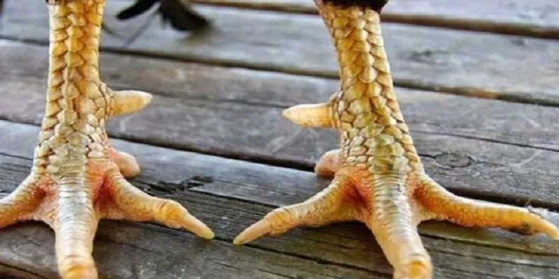 Vảy gà giúp nhận diện chiến kê tiềm năng