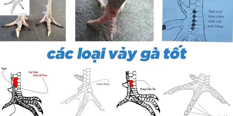 Cách xem vảy gà chọi – Nhận biết chiến kê tiềm năng