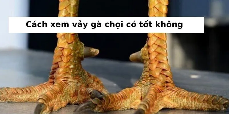 Hướng dẫn cách xem vảy gà chọi – Nhận biết chiến kê tiềm năng