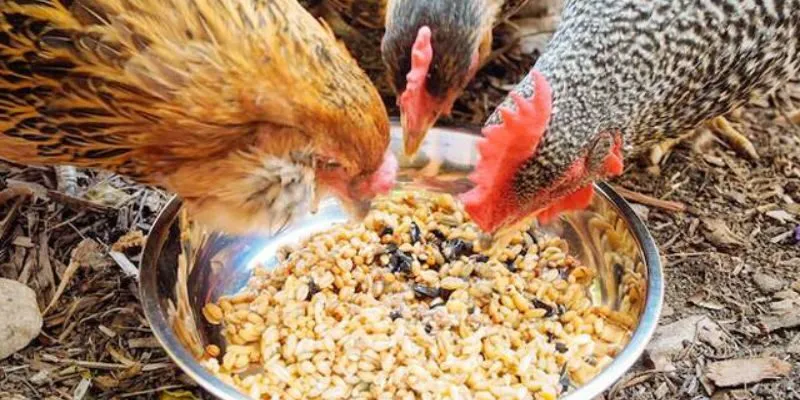 Điều chỉnh chế độ ăn cho gà chọi phù hợp từng giai đoạn
