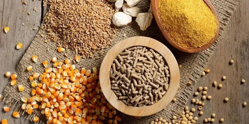 Sai lầm cần tránh trong chế độ ăn cho gà chọi