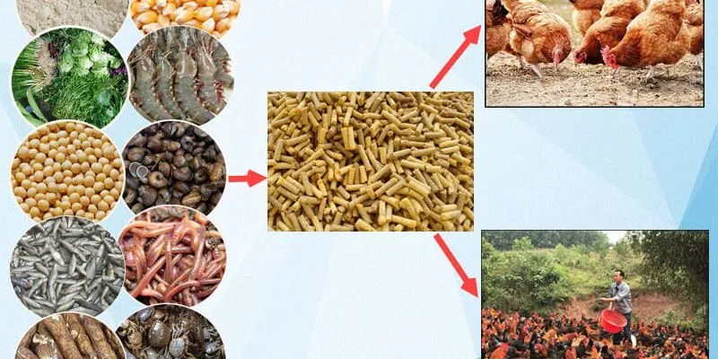 Cách xây dựng chế độ ăn cho gà chọi sung mãn, ít bệnh
