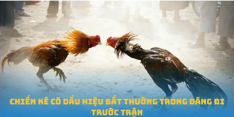 Chiến kê có dấu hiệu bất thường trong dáng đi trước trận
