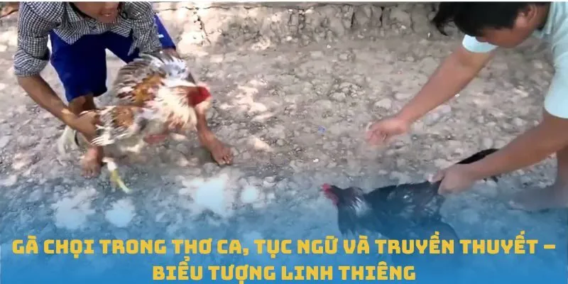 Gà chọi trong thơ ca, tục ngữ và truyền thuyết – biểu tượng linh thiêng
