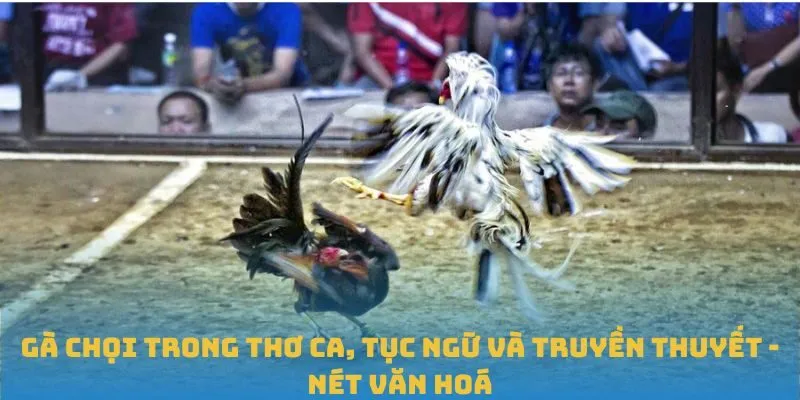 Gà chọi trong thơ ca, tục ngữ và truyền thuyết