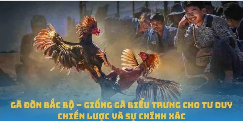 Gà đòn Bắc Bộ – giống gà biểu trưng cho tư duy chiến lược và sự chính xác