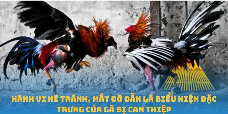 Hành vi né tránh, mắt đờ đẫn là biểu hiện đặc trưng của gà bị can thiệp