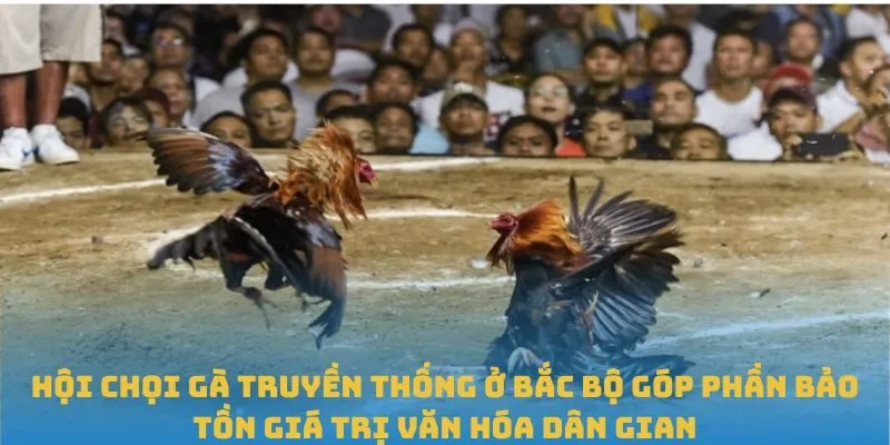 Tìm hiểu hội chọi gà truyền thống ở Bắc Bộ góp phần bảo tồn giá trị văn hóa