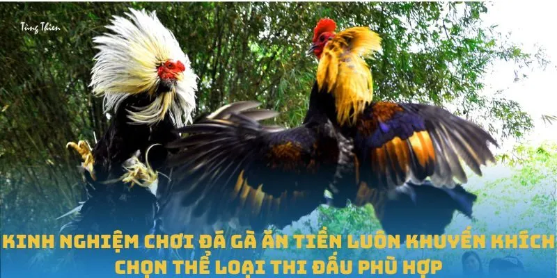 Kinh nghiệm chơi đá gà ăn tiền luôn khuyến khích chọn thể loại thi đấu phù hợp