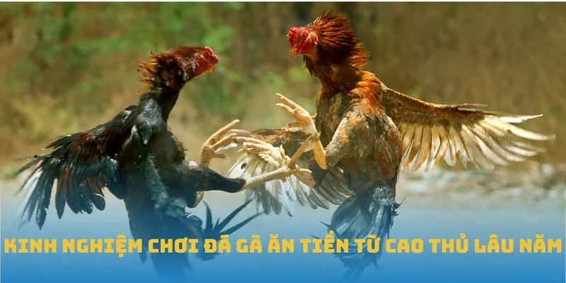 Tổng quan về kinh nghiệm chơi đá gà ăn tiền