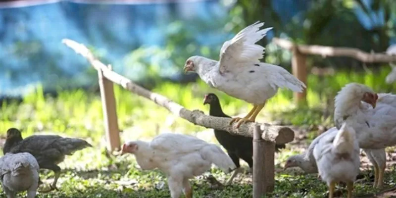 Mẹo huấn luyện gà non lên đòn đẹp với bài tập chạy bộ