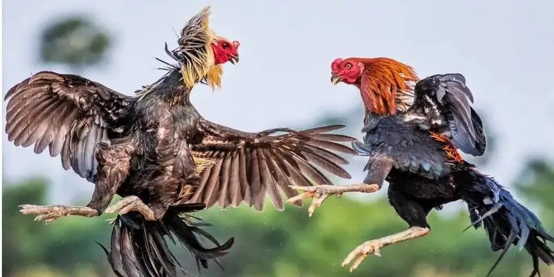 Phân biệt các dòng gà chọi nổi tiếng ở Việt Nam để chăm sóc dễ dàng