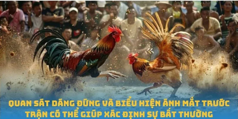 Quan sát dáng đứng và biểu hiện ánh mắt trước trận có thể giúp xác định sự bất thường