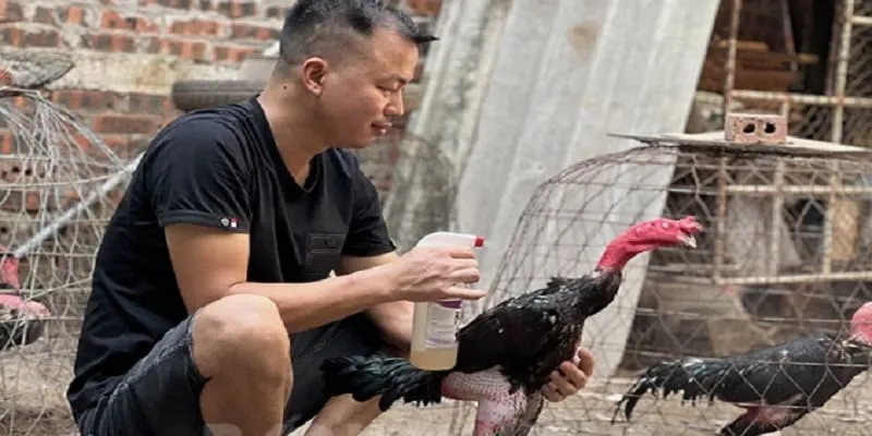 Chăm sóc gà sau sơ cứu để hồi phục nhanh chóng hơn