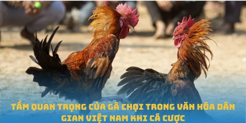 Tầm quan trọng của gà chọi trong văn hóa dân gian Việt Nam khi cá cược