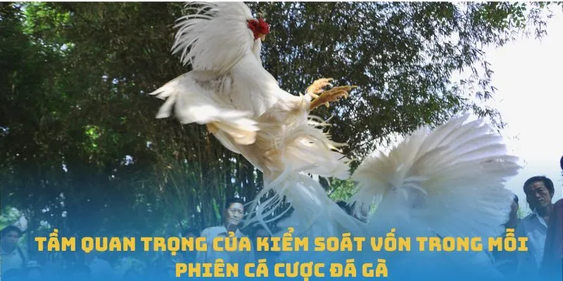 Tầm quan trọng của kiểm soát vốn trong mỗi phiên cá cược đá gà