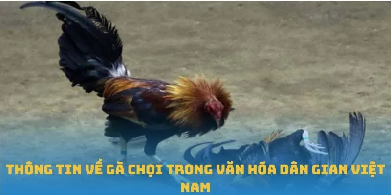 Thông tin về gà chọi trong văn hóa dân gian Việt Nam
