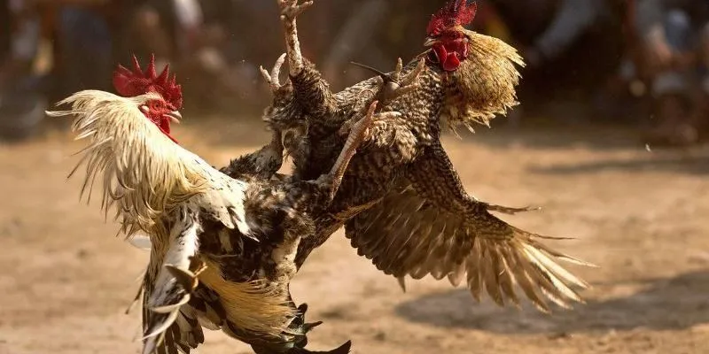 Đá mé kèo - Thế đá hiểm trong đá gà chọi