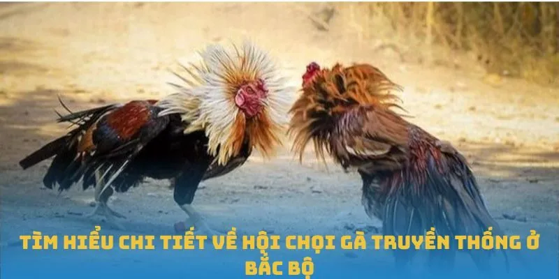 Tìm hiểu hội chọi gà truyền thống ở Bắc Bộ
