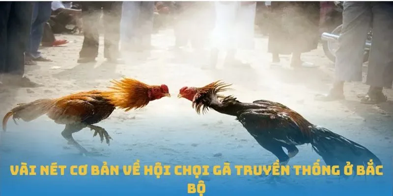 Vài nét cơ bản về tìm hiểu hội chọi gà truyền thống ở Bắc Bộ
