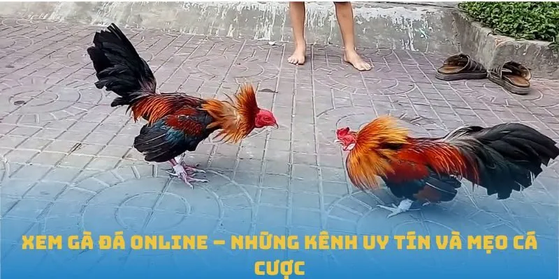 Xem gà đá online – Những kênh uy tín và mẹo cá cược